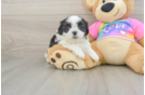 Little Shi Chon Designer Puppy