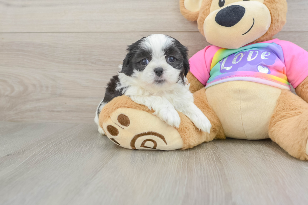 Little Shi Chon Designer Puppy