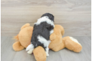 Teddy Bear Puppy for Adoption