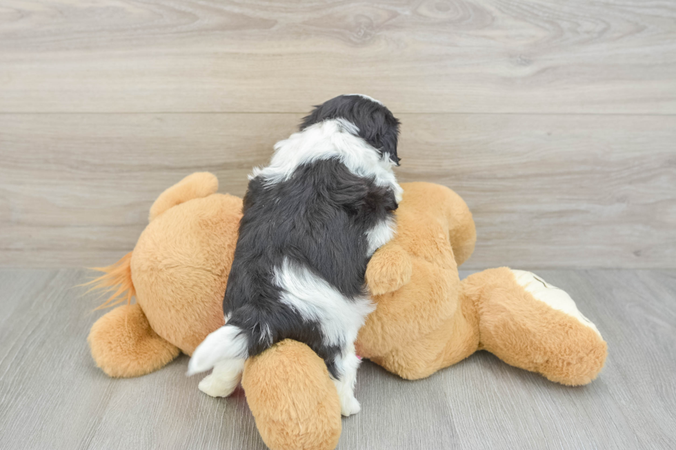Teddy Bear Puppy for Adoption