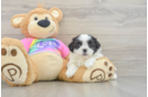 Playful Shitzu Designer Puppy