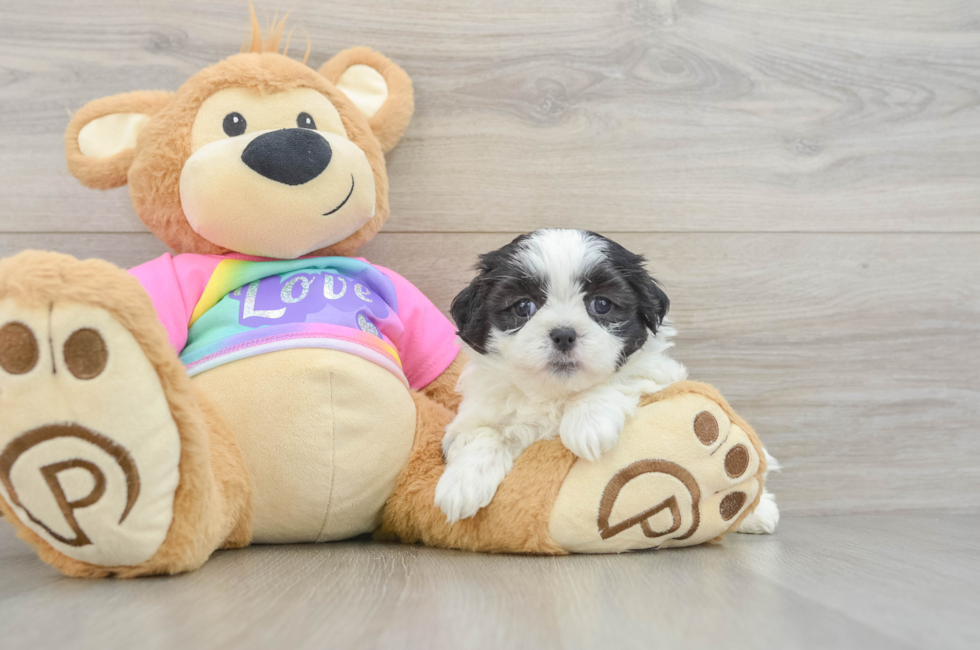 5 week old Teddy Bear Puppy For Sale - Premier Pups