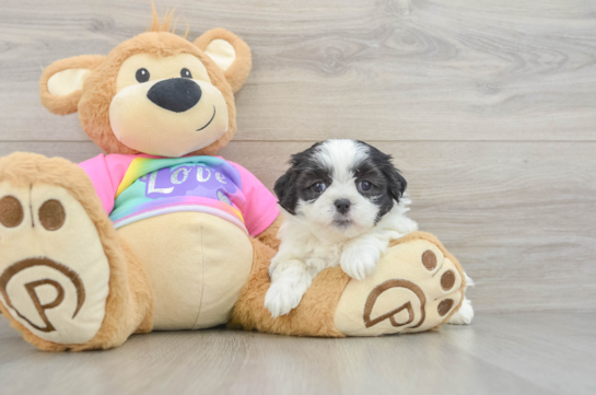 Playful Shitzu Designer Puppy