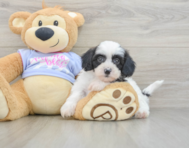 5 week old Teddy Bear Puppy For Sale - Premier Pups