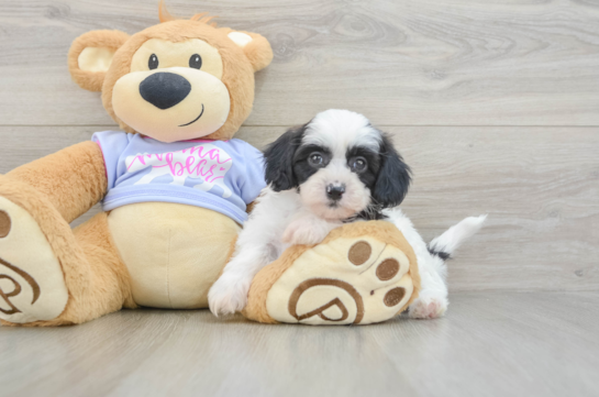 Teddy Bear Puppy for Adoption