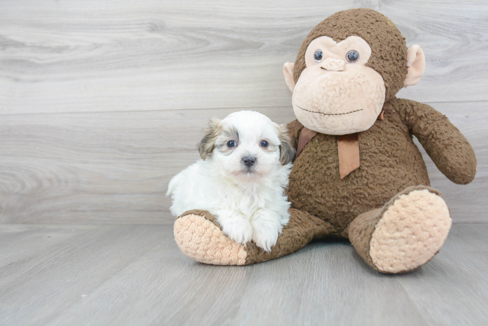 Teddy Bear Pup Being Cute