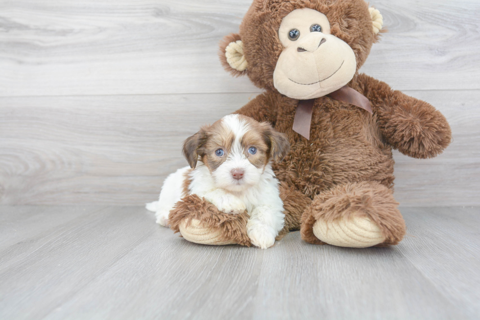 Fluffy Teddy Bear Designer Pup