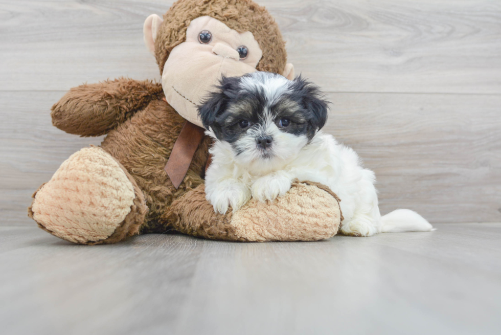 Happy Teddy Bear Baby