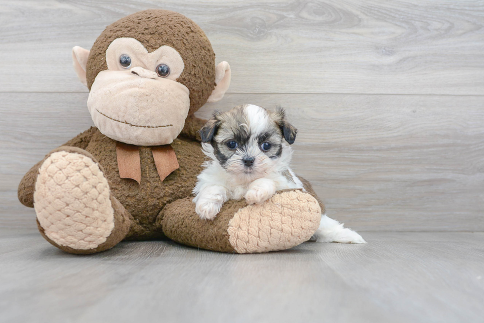 Teddy Bear Pup Being Cute