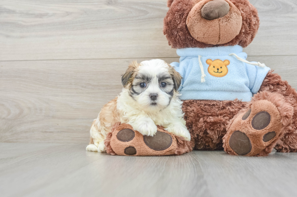 6 week old Teddy Bear Puppy For Sale - Premier Pups