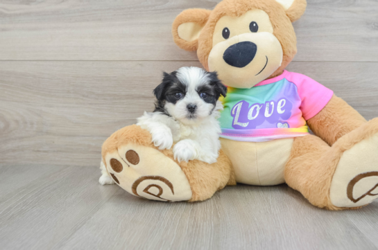 Teddy Bear Puppy for Adoption