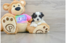 Petite Teddy Bear Designer Pup