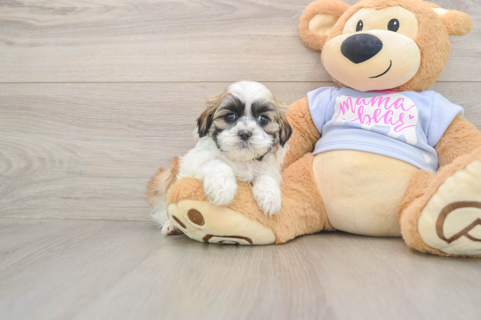 Teddy Bear Pup Being Cute