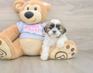 6 week old Teddy Bear Puppy For Sale - Premier Pups