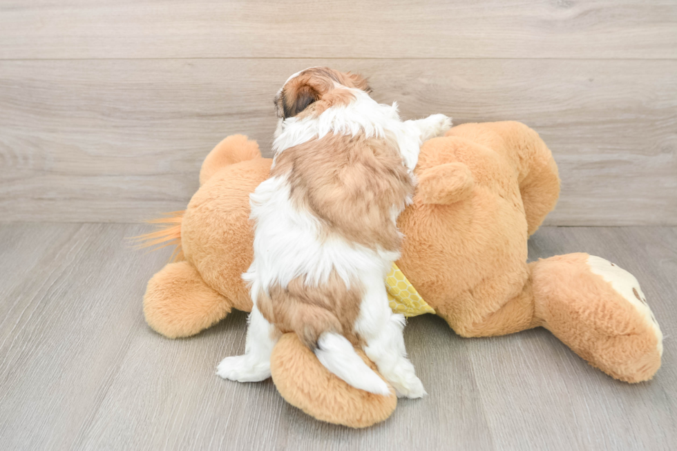 Playful Shi Chon Designer Puppy