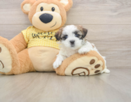 6 week old Teddy Bear Puppy For Sale - Premier Pups