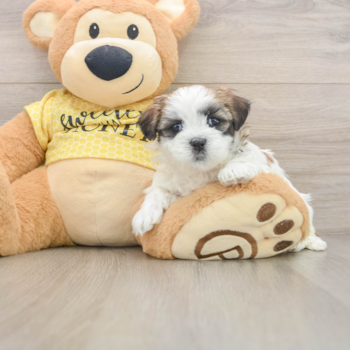 Teddy Bear Pup Being Cute