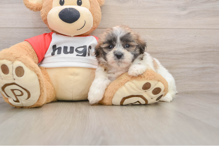 Teddy Bear Puppy for Adoption