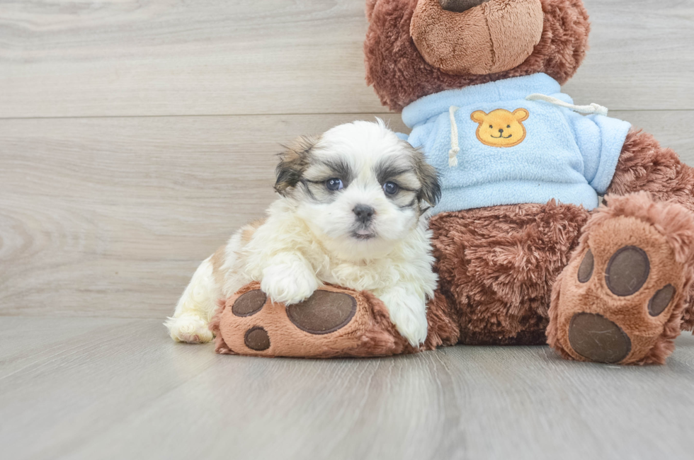 5 week old Teddy Bear Puppy For Sale - Premier Pups