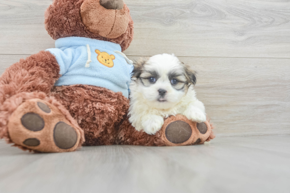 Teddy Bear Pup Being Cute