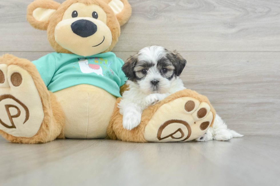 6 week old Teddy Bear Puppy For Sale - Premier Pups