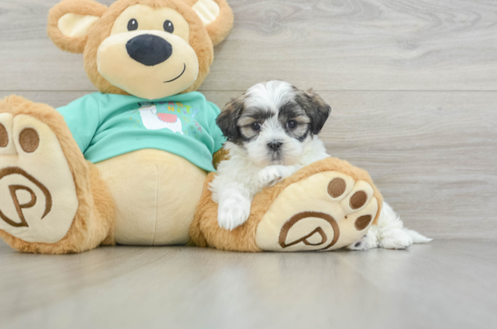 Funny Teddy Bear Designer Pup