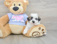 7 week old Teddy Bear Puppy For Sale - Premier Pups