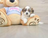 5 week old Teddy Bear Puppy For Sale - Premier Pups