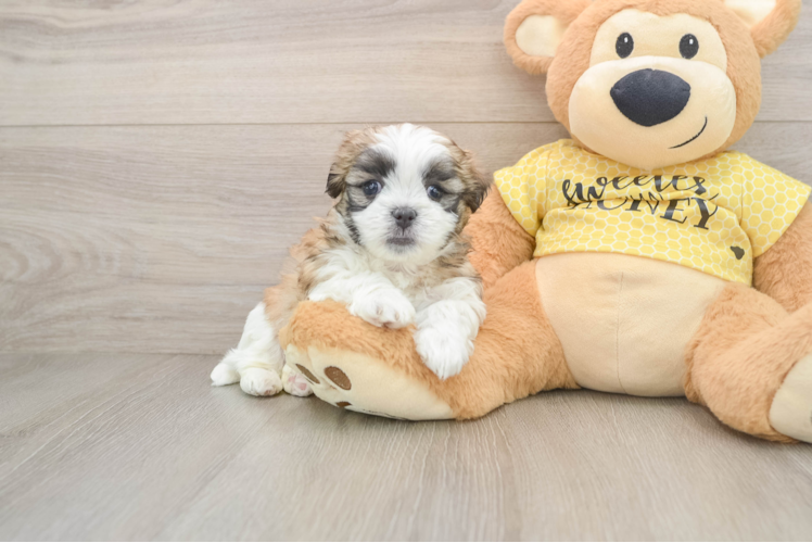 Playful Shit Designer Puppy