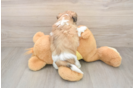 Sweet Teddy Bear Baby