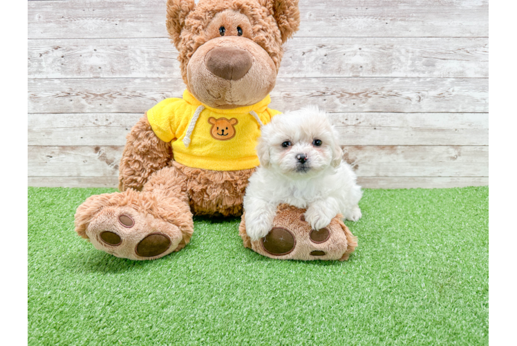 Teddy Bear Pup Being Cute