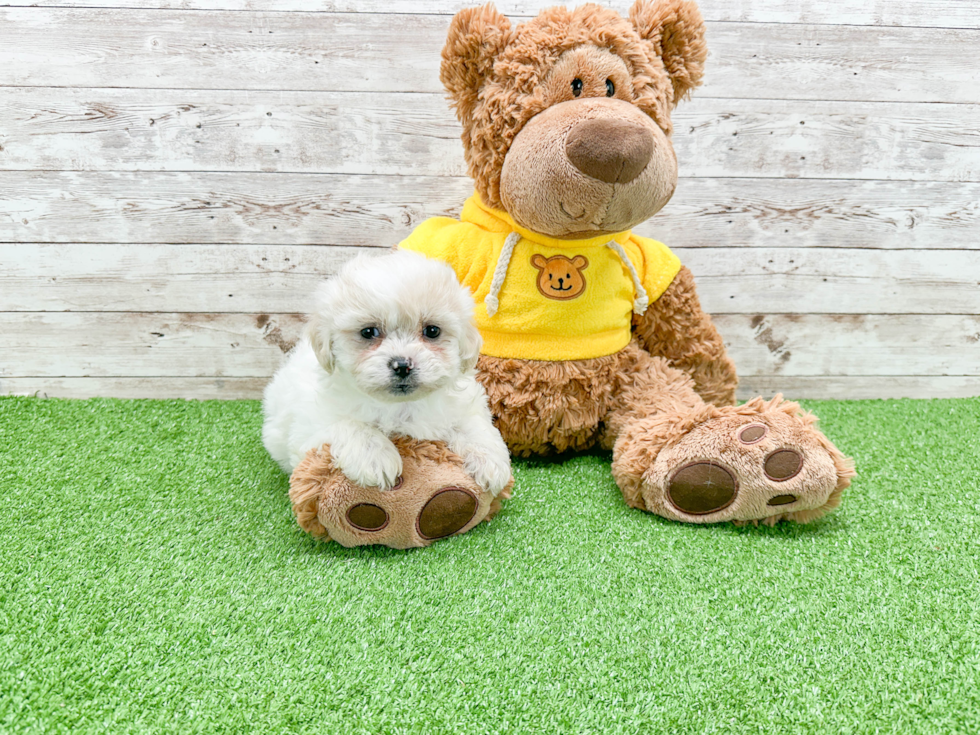 Best Teddy Bear Baby