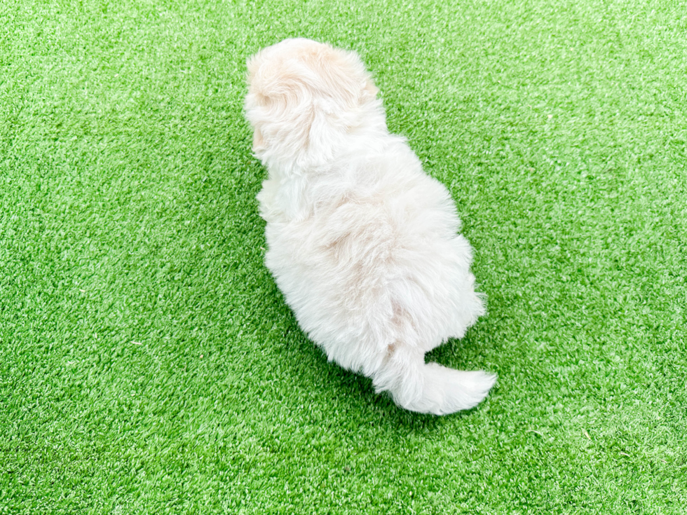 Teddy Bear Pup Being Cute