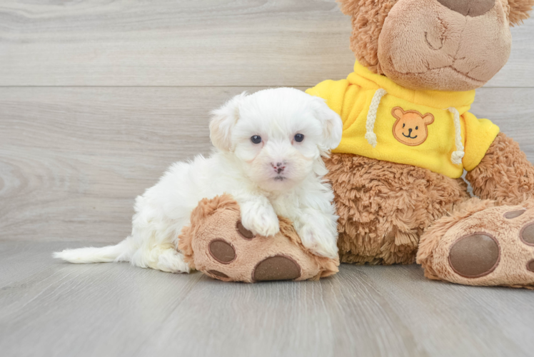 Teddy Bear Pup Being Cute