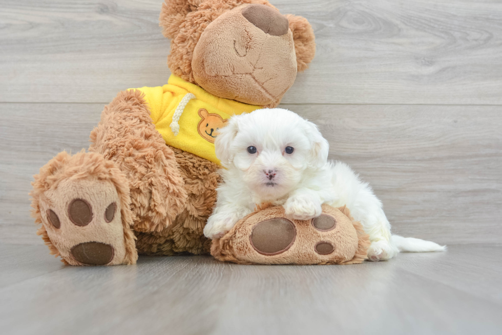 Energetic Shit Designer Puppy