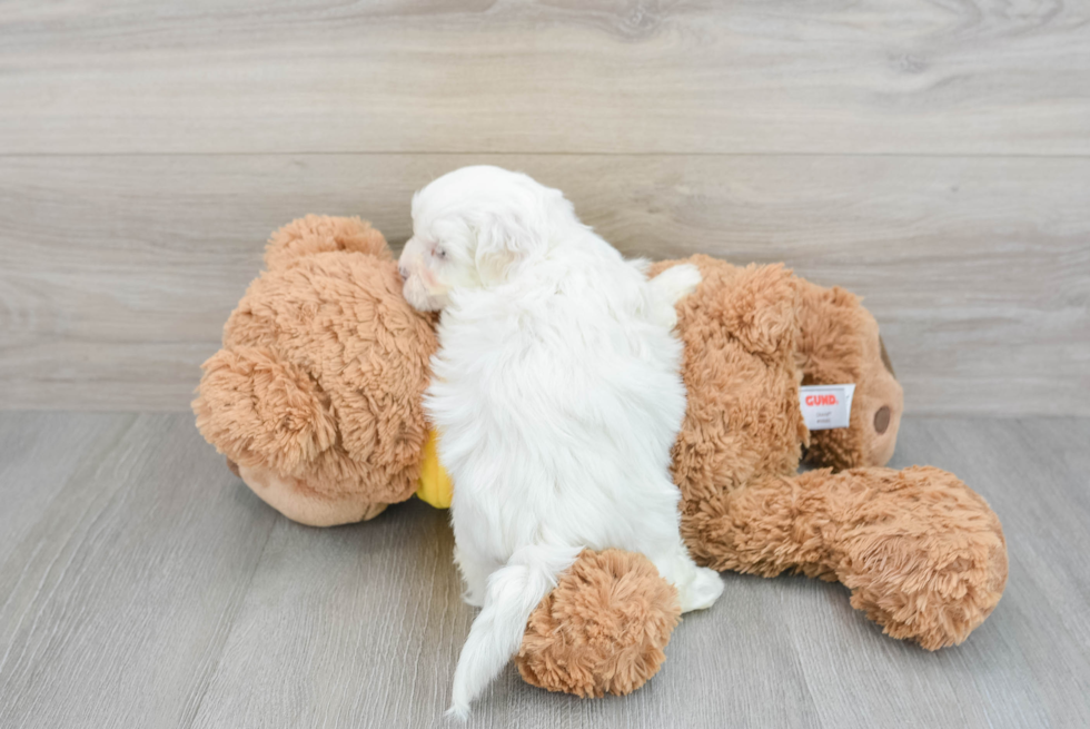Teddy Bear Pup Being Cute