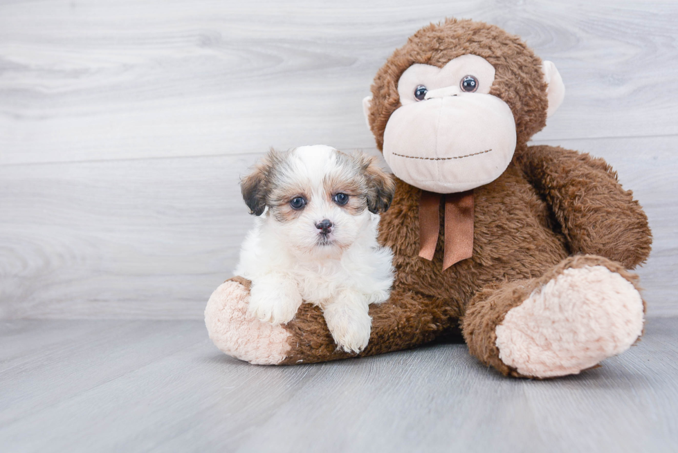 Teddy Bear Pup Being Cute