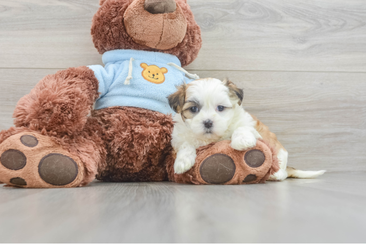 Teddy Bear Pup Being Cute