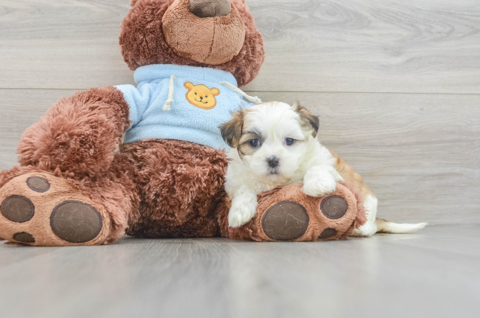 6 week old Teddy Bear Puppy For Sale - Premier Pups