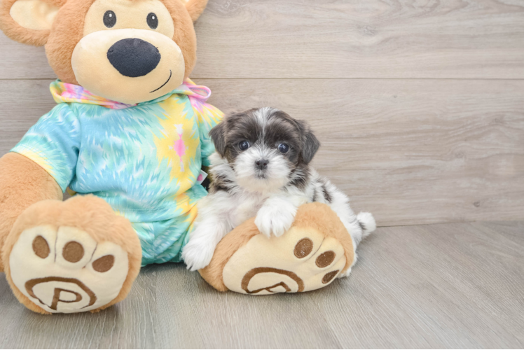 Sweet Teddy Bear Baby