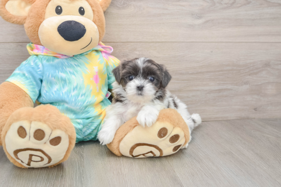 Sweet Teddy Bear Baby