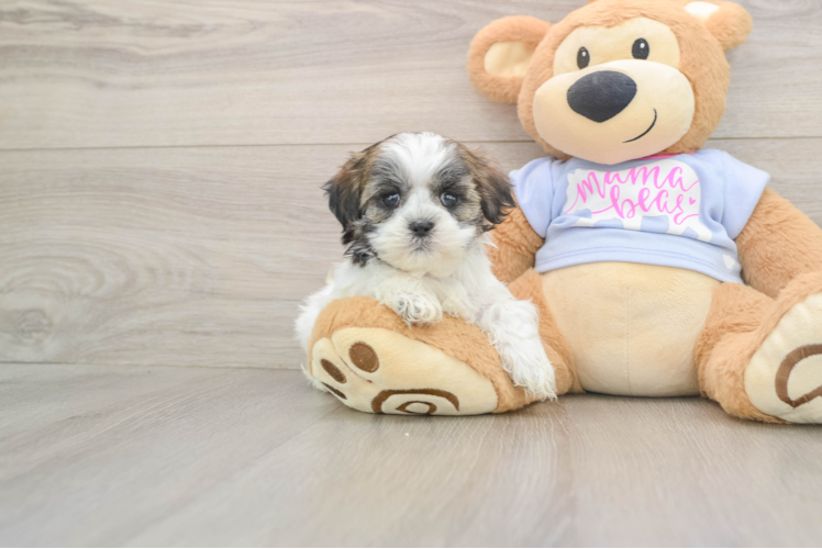 Teddy Bear Puppy for Adoption