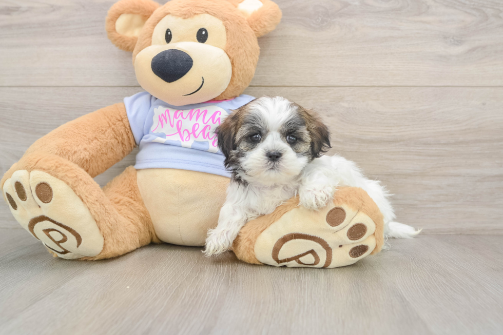 Teddy Bear Pup Being Cute