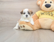 7 week old Teddy Bear Puppy For Sale - Premier Pups