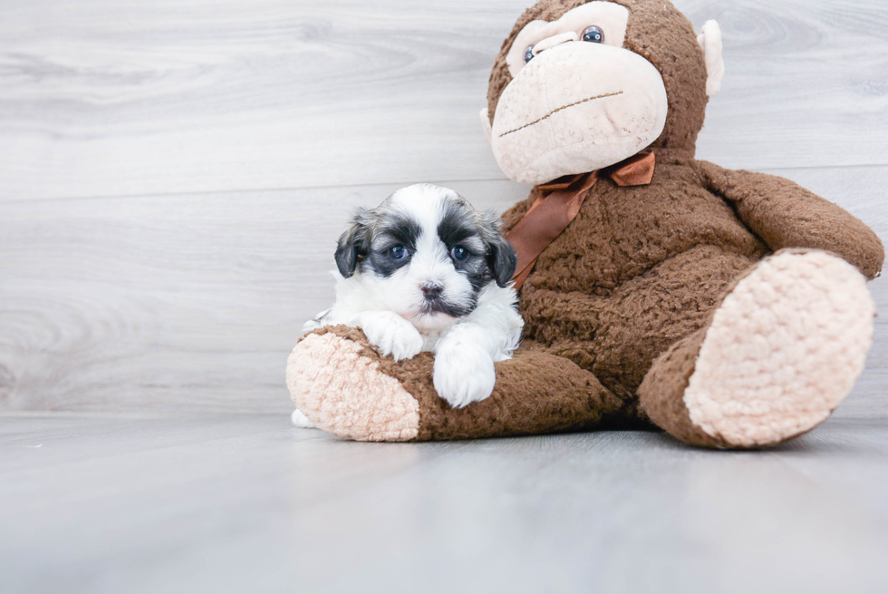 Teddy Bear Pup Being Cute