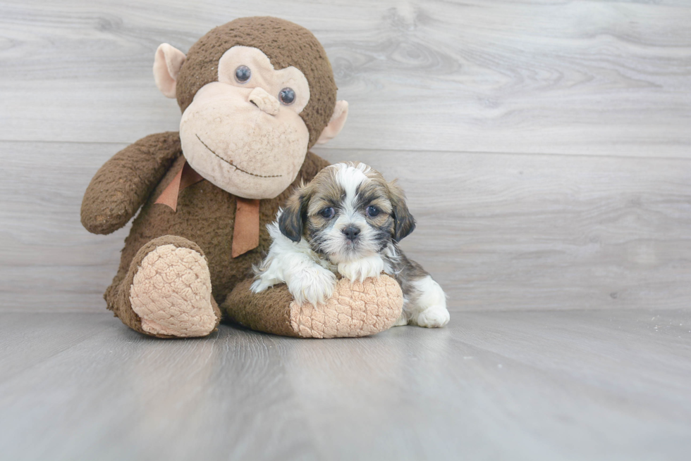 Teddy Bear Pup Being Cute