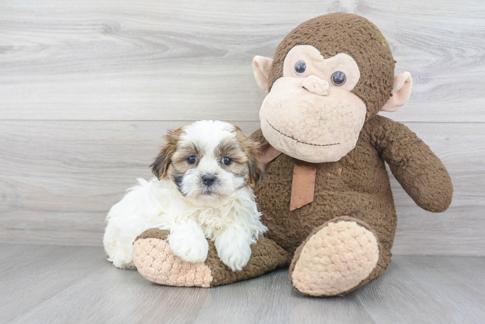 Teddy Bear Pup Being Cute