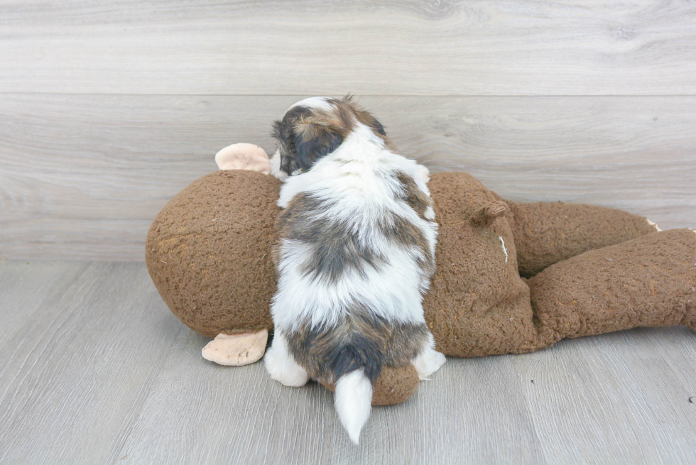 Teddy Bear Pup Being Cute