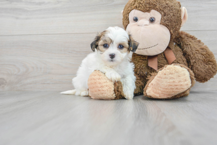 Friendly Teddy Bear Baby