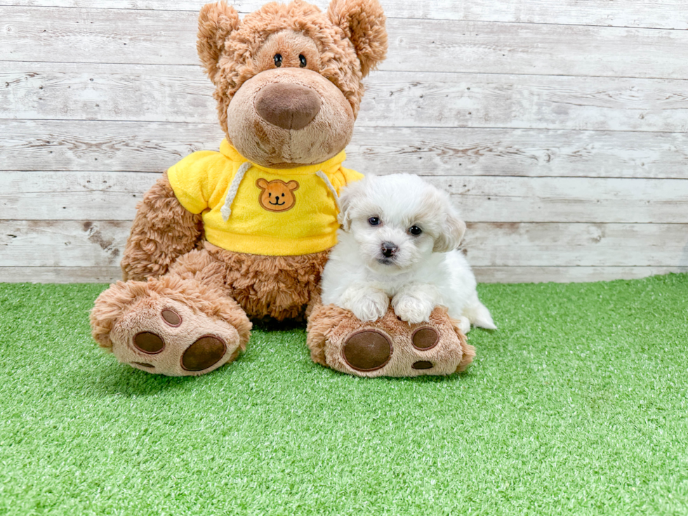 Smart Teddy Bear Designer Pup